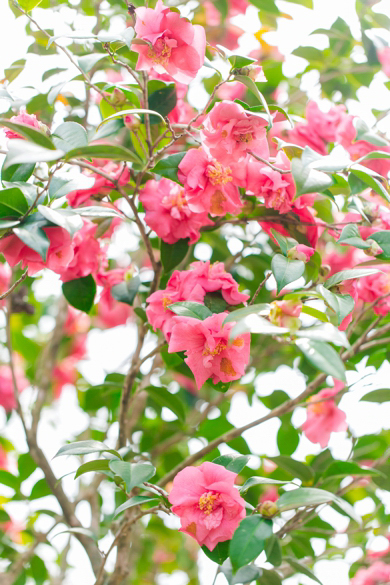 Charleston-Engagement-Session_0026