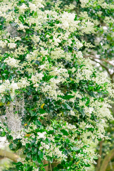 Boone-Hall-Bridals_0033